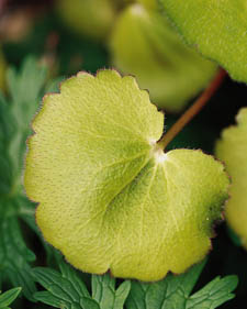 Strawberry geranium: Saxifraga stolonifera