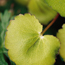Strawberry geranium: Saxifraga stolonifera