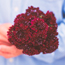 Pincushion flower: Scabiosa atropurpurea Black Knight