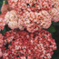 Stonecrop: Sedum Autumn Joy