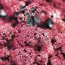 Stonecrop: Sedum Vera Jameson