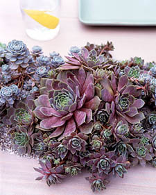 Hens and chicks: Sempervivum tectorum
