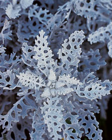 Dusty miller: Senecio cineraria Silver Dust