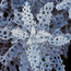 Dusty miller: Senecio cineraria Silver Dust