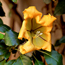 Chalice vine: Solandra maxima