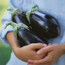 Eggplant Growing Guide
