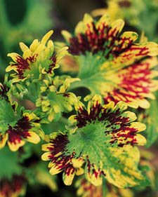 Coleus: Solenostemon scutellarioides Flirtin' Skirts