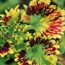 Coleus: Solenostemon scutellarioides Flirtin' Skirts