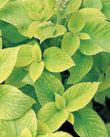 Coleus: Solenostemon scutellarioides Golden Wizard