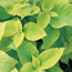 Coleus: Solenostemon scutellarioides Golden Wizard