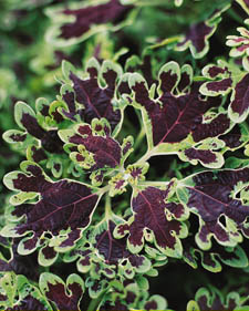 Coleus: Solenostemon scutellarioides Inky Fingers