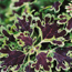 Coleus: Solenostemon scutellarioides Inky Fingers