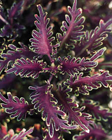 Coleus: Solenostemon scutellarioides Kiwi Fern