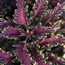 Coleus: Solenostemon scutellarioides Kiwi Fern