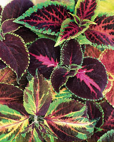 Coleus: Solenostemon scutellarioides Rainbow Hybrids