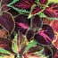 Coleus: Solenostemon scutellarioides Rainbow Hybrids