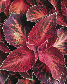 Coleus: Solenostemon scutellarioides Velvet Wizard