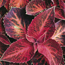 Coleus: Solenostemon scutellarioides Velvet Wizard