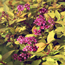 Spirea: Spiraea japonica Lemon Princess