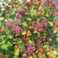 Spiraea japonica Ma...