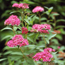Spirea: Spiraea japonica Neon Flash