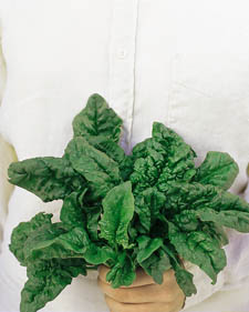 Spinach: Spinacia oleracea Melody