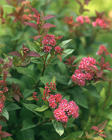 Spirea: Spiraea x bumalda Anthony Waterer