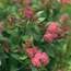 Spirea: Spiraea x bumalda Anthony Waterer