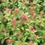Spirea: Spiraea x bumalda Goldflame