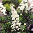 Spirea: Spiraea x vanhouttei