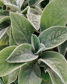 Lamb's ear: Stachys byzantina Helene Von Stein