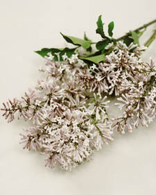 Korean lilac: Syringa patula Miss Kim