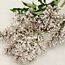 Korean lilac: Syringa patula Miss Kim