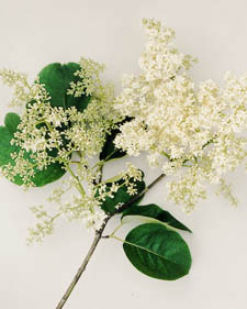 Japanese tree lilac: Syringa reticulata