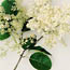 Japanese tree lilac: Syringa reticulata