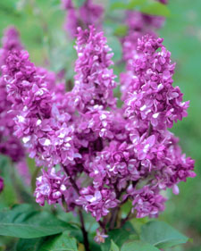 Common lilac: Syringa vulgaris Adelaide Dunbar