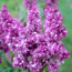 Common lilac: Syringa vulgaris Adelaide Dunbar