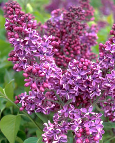 Common lilac: Syringa vulgaris Albert F. Holden
