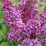 Common lilac: Syringa vulgaris Albert F. Holden