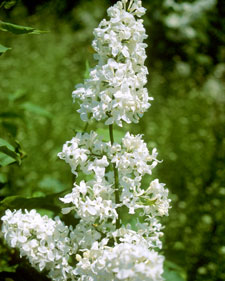 Common lilac: Syringa vulgaris Angel White