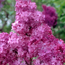 Common lilac: Syringa vulgaris Congo