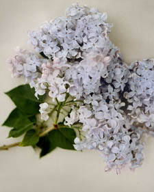 Common lilac: Syringa vulgaris Firmament