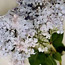 Common lilac: Syringa vulgaris Firmament