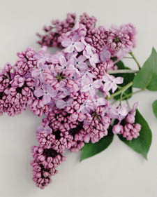 Common lilac: Syringa vulgaris Glory