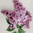 Common lilac: Syringa vulgaris Glory