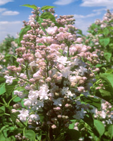 Common lilac: Syringa vulgaris Krasavitsa Moskvy