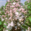 Common lilac: Syringa vulgaris Krasavitsa Moskvy