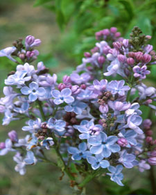 Common lilac: Syringa vulgaris Little Boy Blue