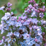 Common lilac: Syringa vulgaris Little Boy Blue