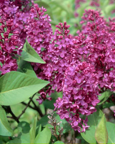 Common lilac: Syringa vulgaris Ludwig Spaeth